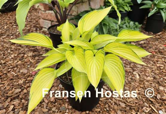 Hosta June Fever